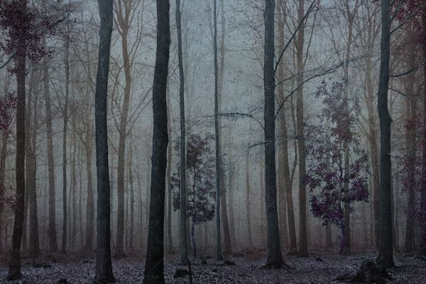 kolekcja shady forest purple